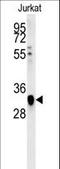 Transcription factor AP-4 antibody, LS-C161816, Lifespan Biosciences, Western Blot image 