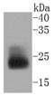 Mucin 1, Cell Surface Associated antibody, NBP2-67650, Novus Biologicals, Western Blot image 