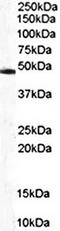 Casein Beta antibody, orb18512, Biorbyt, Western Blot image 