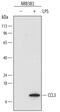 C-C Motif Chemokine Ligand 3 antibody, AF6625, R&D Systems, Western Blot image 