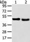 Tribbles homolog 2 antibody, TA350539, Origene, Western Blot image 