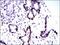 Keratin 5 antibody, MA5-17058, Invitrogen Antibodies, Immunohistochemistry paraffin image 
