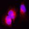 Galectin 3 Binding Protein antibody, AF2226, R&D Systems, Immunofluorescence image 