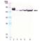 Heat shock 70 kDa protein 1A/1B antibody, MBS565179, MyBioSource, Western Blot image 