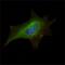 FMR1 antibody, GTX83130, GeneTex, Immunofluorescence image 
