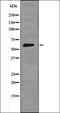 SMAD2 antibody, orb335982, Biorbyt, Western Blot image 