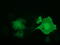 Protein lin-7 homolog B antibody, TA501555, Origene, Immunofluorescence image 