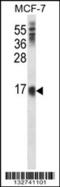 Lymphocyte Antigen 6 Family Member E antibody, 57-290, ProSci, Western Blot image 