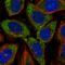 Cell Division Cycle 37 Like 1 antibody, HPA021175, Atlas Antibodies, Immunofluorescence image 