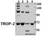 Tumor Associated Calcium Signal Transducer 2 antibody, A03569-1, Boster Biological Technology, Western Blot image 