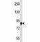 NLR Family Pyrin Domain Containing 6 antibody, F43035-0.4ML, NSJ Bioreagents, Western Blot image 