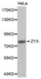 Zyxin antibody, abx001747, Abbexa, Western Blot image 