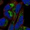 Armadillo Repeat Containing X-Linked 1 antibody, HPA005685, Atlas Antibodies, Immunofluorescence image 