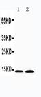 Insulin Like 3 antibody, PA1044, Boster Biological Technology, Western Blot image 