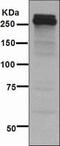 Tenascin C antibody, ab108930, Abcam, Western Blot image 