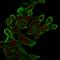 Keratin 8 antibody, GTX34670, GeneTex, Immunofluorescence image 