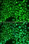 Aprataxin antibody, LS-C334014, Lifespan Biosciences, Immunofluorescence image 