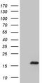 Myosin Light Chain 1 antibody, CF810647, Origene, Western Blot image 