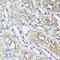 Aryl Hydrocarbon Receptor Interacting Protein antibody, FNab00239, FineTest, Immunohistochemistry frozen image 