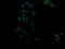 Ras Association Domain Family Member 8 antibody, LS-C174573, Lifespan Biosciences, Immunofluorescence image 