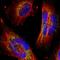 PPFIA Binding Protein 2 antibody, HPA001935, Atlas Antibodies, Immunofluorescence image 