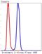 Stathmin 1 antibody, NBP2-67169, Novus Biologicals, Flow Cytometry image 