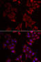 mAR-1 antibody, STJ28521, St John