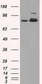 Aconitase 2 antibody, LS-C114938, Lifespan Biosciences, Western Blot image 