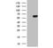 Carboxypeptidase M antibody, NBP2-46352, Novus Biologicals, Western Blot image 