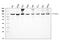 Heat Shock Protein 90 Alpha Family Class A Member 1 antibody, PB9635, Boster Biological Technology, Western Blot image 