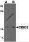 CDGSH Iron Sulfur Domain 2 antibody, 7301, ProSci, Western Blot image 