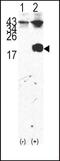 FKBP Prolyl Isomerase 1A antibody, PA5-14852, Invitrogen Antibodies, Western Blot image 