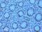 Sirtuin 1 antibody, ab110304, Abcam, Immunohistochemistry paraffin image 