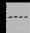 Aldose reductase antibody, 202655-T36, Sino Biological, Western Blot image 