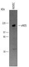 Nitric Oxide Synthase 3 antibody, AF950, R&D Systems, Immunoprecipitation image 