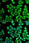 N(Alpha)-Acetyltransferase 50, NatE Catalytic Subunit antibody, LS-C349104, Lifespan Biosciences, Immunofluorescence image 