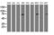 RIPK1 antibody, LS-C175241, Lifespan Biosciences, Western Blot image 