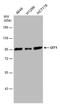 GIT ArfGAP 1 antibody, PA5-78480, Invitrogen Antibodies, Western Blot image 