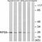 Ribosomal Protein S9 antibody, A05633S9, Boster Biological Technology, Western Blot image 