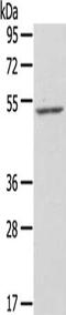 ZFP36 Ring Finger Protein Like 2 antibody, CSB-PA605333, Cusabio, Western Blot image 