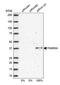Family With Sequence Similarity 50 Member A antibody, PA5-51968, Invitrogen Antibodies, Western Blot image 