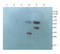 SMAD Family Member 7 antibody, orb11386, Biorbyt, Western Blot image 