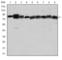 Heat Shock Protein 90 Alpha Family Class B Member 1 antibody, abx015887, Abbexa, Western Blot image 