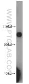 Nitric Oxide Associated 1 antibody, 20323-1-AP, Proteintech Group, Western Blot image 