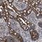 Tetratricopeptide repeat protein 19 antibody, HPA023010, Atlas Antibodies, Immunohistochemistry paraffin image 