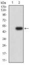 SRY-Box 2 antibody, GTX60381, GeneTex, Western Blot image 