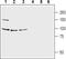 Glutamate Ionotropic Receptor Delta Type Subunit 1 antibody, TA328845, Origene, Western Blot image 