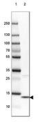 Eosinophil lysophospholipase antibody, NBP1-87688, Novus Biologicals, Western Blot image 