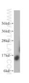 Succinate Dehydrogenase Complex Subunit C antibody, 14575-1-AP, Proteintech Group, Western Blot image 
