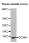 Cytochrome C Oxidase Subunit 8A antibody, abx002338, Abbexa, Western Blot image 